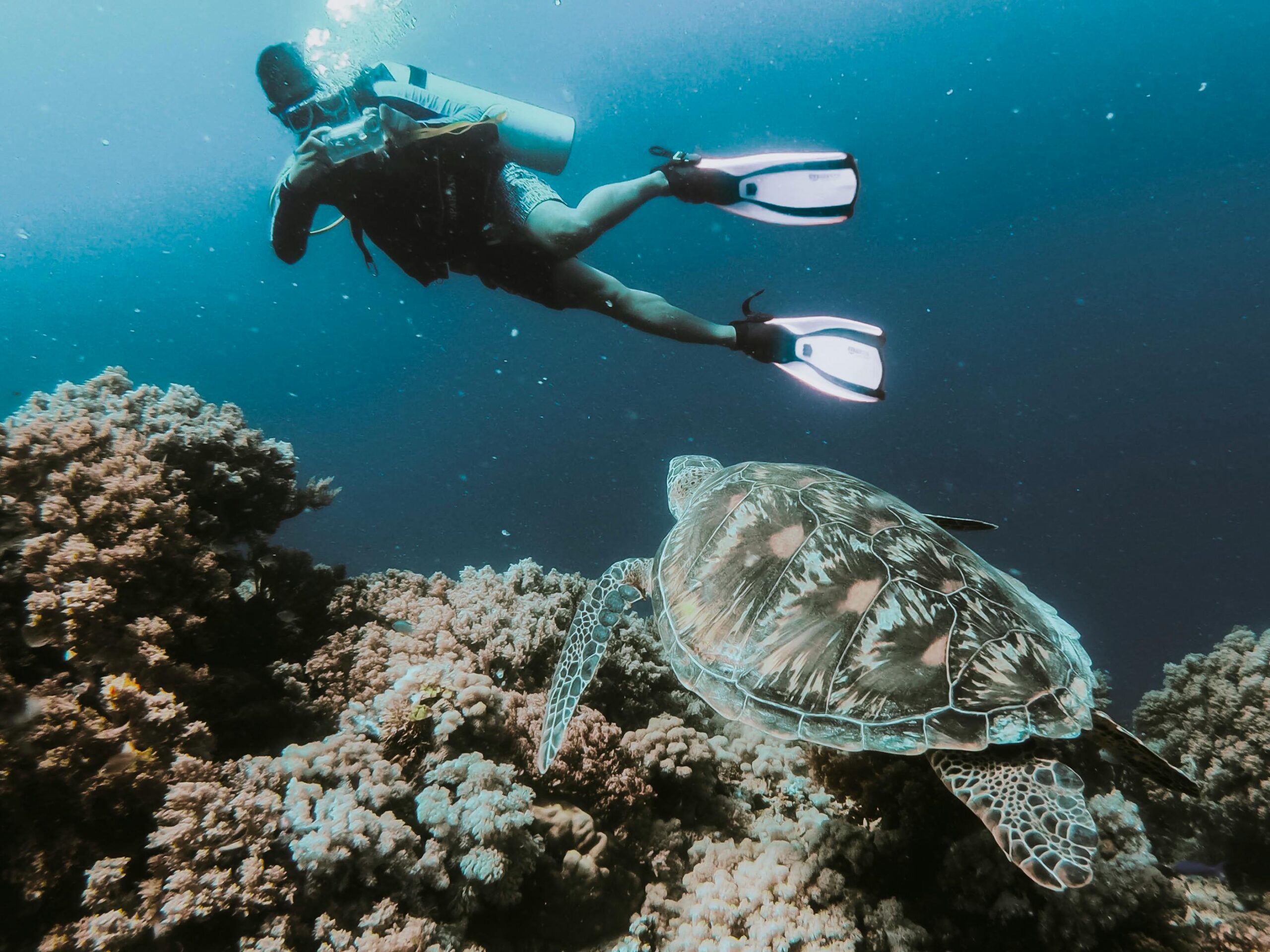 beginner scuba divers