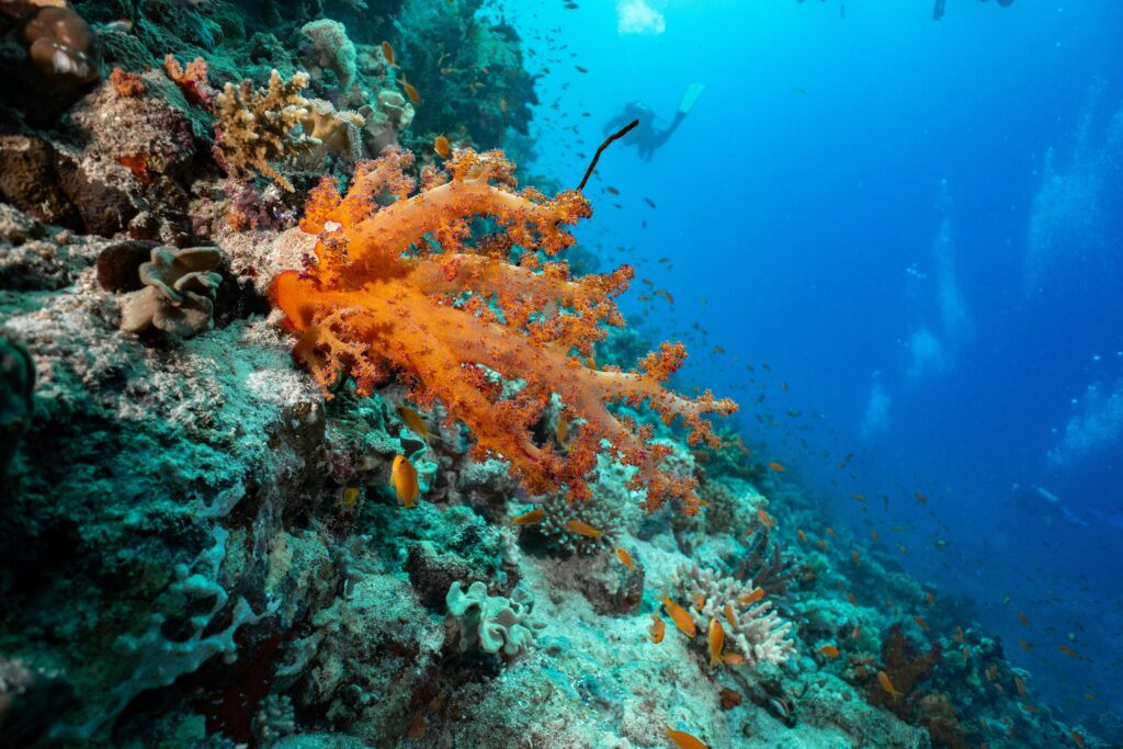 scuba diving in sri lanka